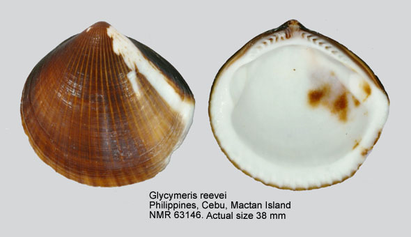 Glycymeris reevei.jpg - Glycymeris reevei(Mayer,1868)